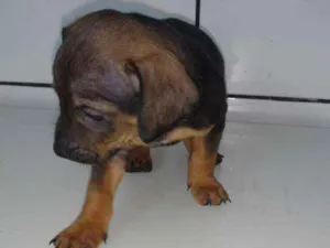 Cachorro raça Bassê com vira lata idade Abaixo de 2 meses nome Nego