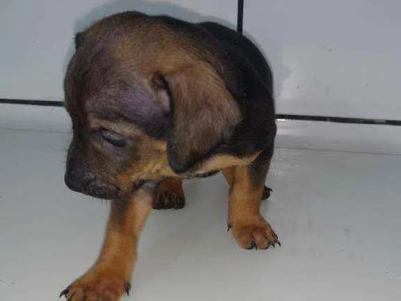 Cachorro ra a Bassê com vira lata idade Abaixo de 2 meses nome Nego