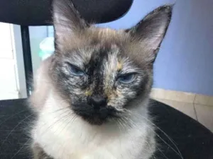 Gato raça SRD idade 2 anos nome Luna