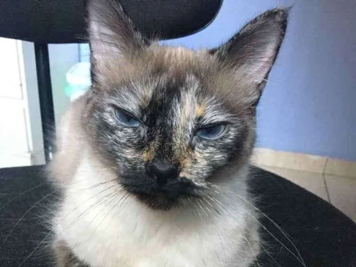 Gato ra a SRD idade 2 anos nome Luna