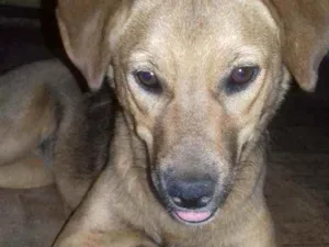 Cachorro raça Srd idade 7 a 11 meses nome Mila