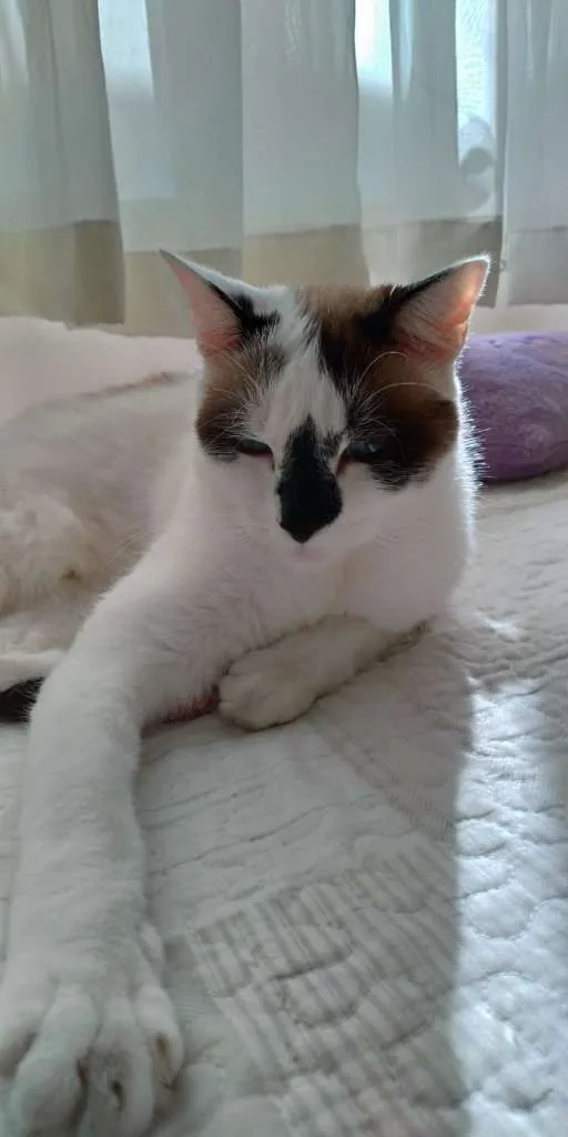 Gato ra a Viralata idade 4 anos nome Caetano GRATIFICA