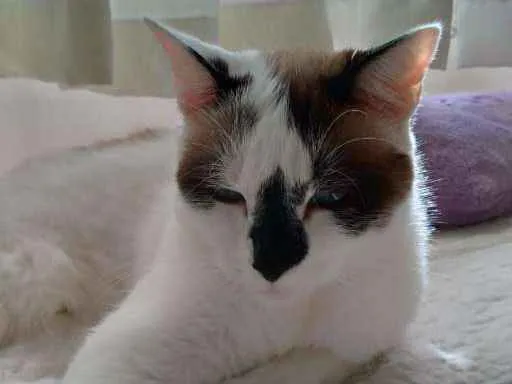 Gato ra a Viralata idade 4 anos nome Caetano GRATIFICA