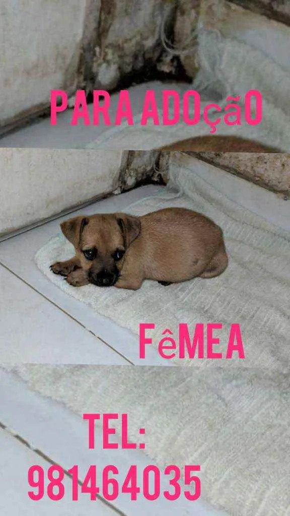 Cachorro raça Srd idade 2 a 6 meses nome Filhote