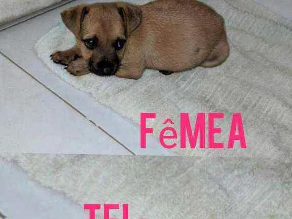 Cachorro raça Srd idade 2 a 6 meses nome Filhote