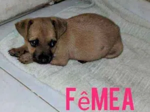 Cachorro raça Srd idade 2 a 6 meses nome Filhote