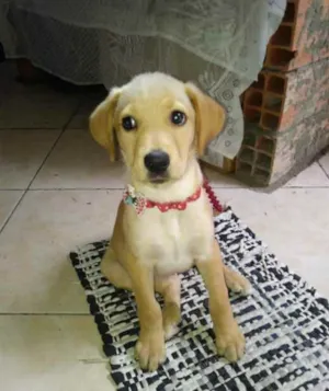 Cachorro raça Labrador idade 7 a 11 meses nome Kiara