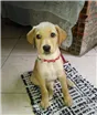 Cachorro raça Labrador idade 7 a 11 meses nome Kiara
