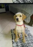 Kiara