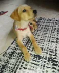 Kiara
