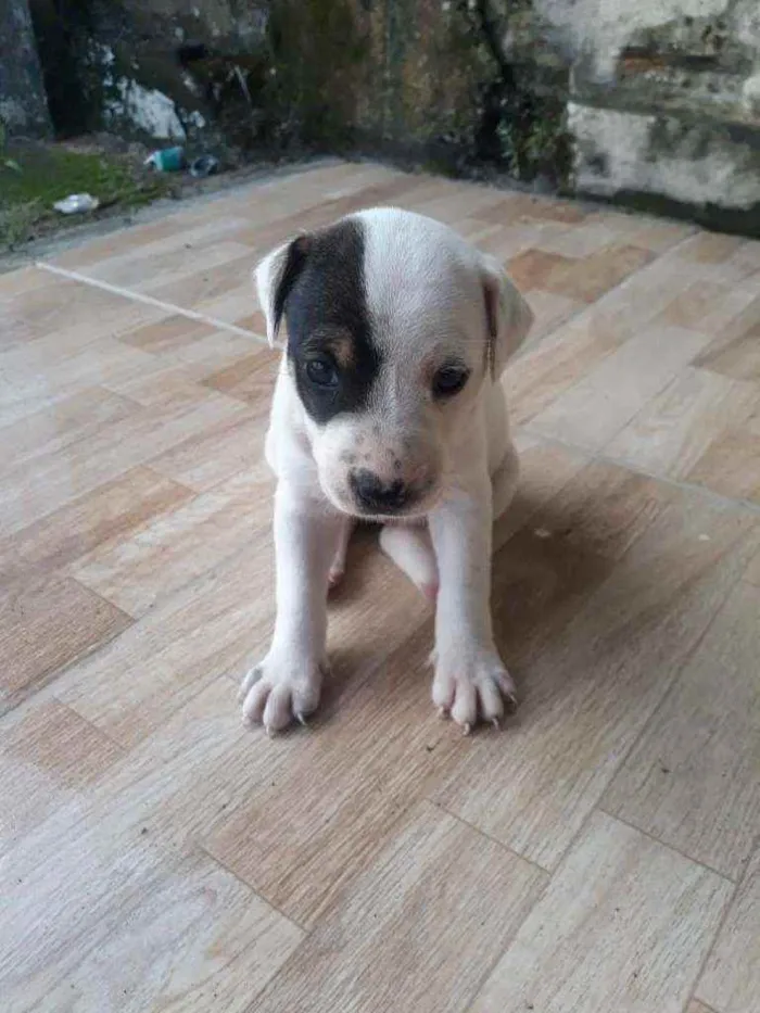 Cachorro raça Mestiça idade 2 a 6 meses nome Sem nome