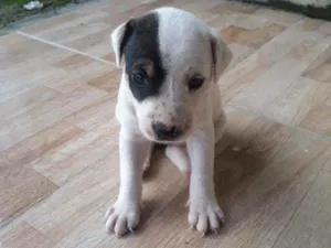 Cachorro raça Mestiça idade 2 a 6 meses nome Sem nome
