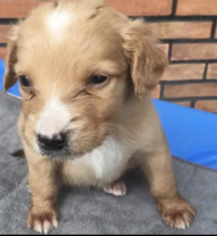 Cachorro ra a SRD idade Abaixo de 2 meses nome João 