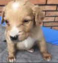João