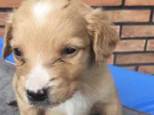 Cachorro raça SRD idade Abaixo de 2 meses nome João 