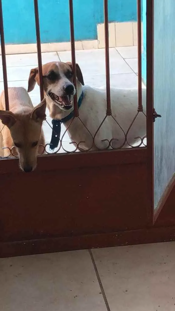 Cachorro ra a Vira lara idade 2 anos nome Charlotte