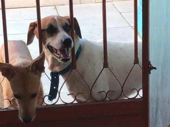 Cachorro ra a Vira lara idade 2 anos nome Charlotte e Thor