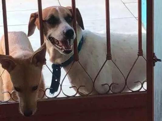 Cachorro ra a Vira lara idade 2 anos nome Charlotte