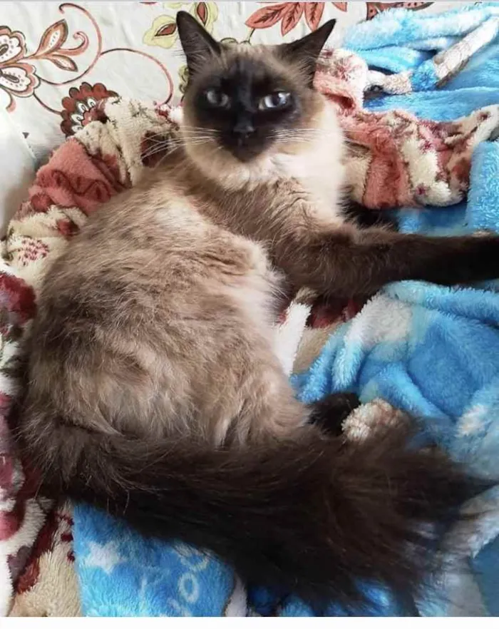 Gato ra a Siamesa  idade 1 ano nome Adoção urgente 