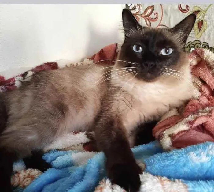 Gato ra a Siamesa  idade 1 ano nome Adoção urgente 