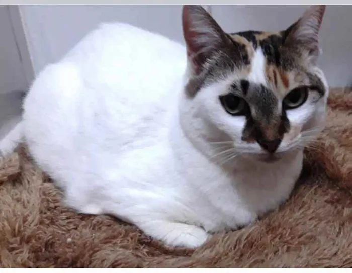 Gato ra a Tricolor  idade 1 ano nome Adoção urgente 