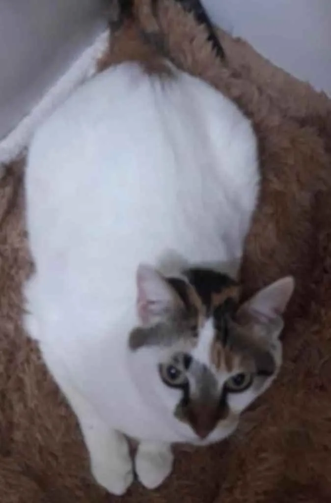 Gato ra a Tricolor  idade 1 ano nome Adoção urgente 