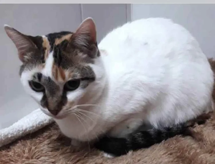 Gato ra a Tricolor  idade 1 ano nome Adoção urgente 