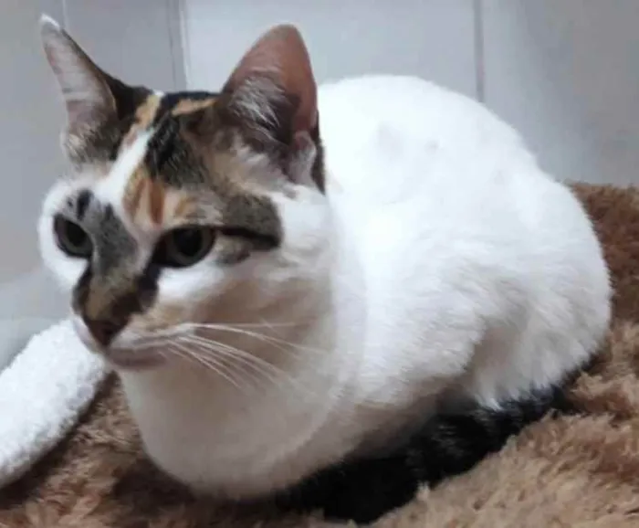 Gato ra a Tricolor  idade 1 ano nome Adoção urgente 