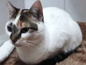Gato raça Tricolor  idade 1 ano nome Adoção urgente 