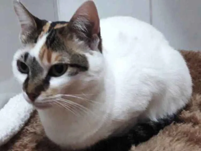 Gato ra a Tricolor  idade 1 ano nome Adoção urgente 