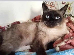 Gato raça Siamesa  idade 1 ano nome Adoção urgente 