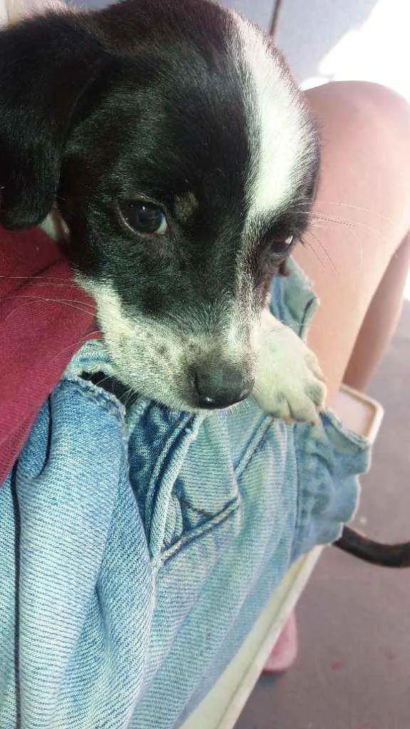 Cachorro ra a Não definida idade 2 a 6 meses nome Thor 