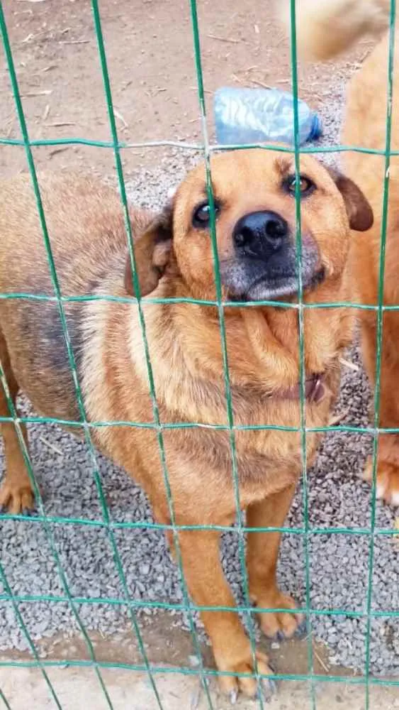 Cachorro ra a SRD idade 6 ou mais anos nome Nina