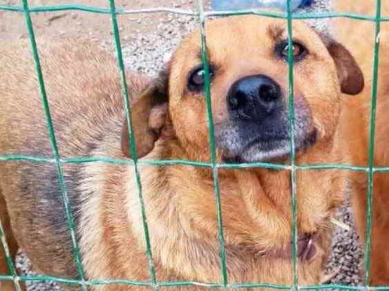 Cachorro ra a SRD idade 6 ou mais anos nome Nina