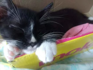 Gato raça  idade 2 a 6 meses nome Risquinho