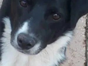 Cachorro raça SRD idade 2 anos nome Ted