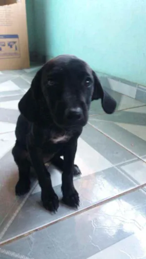 Cachorro raça Mestiço  idade 2 a 6 meses nome Xena 