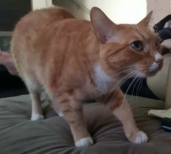Gato ra a Viralata idade 4 anos nome Bud