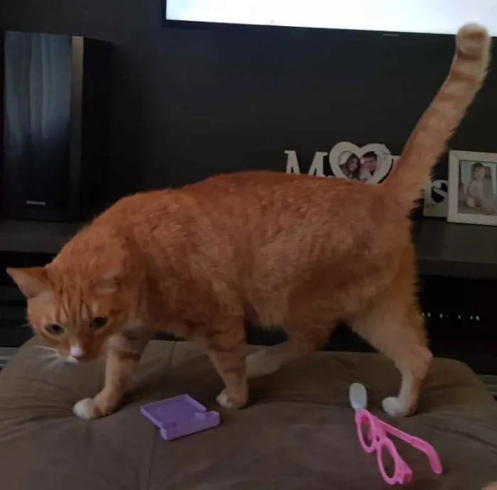Gato ra a Viralata idade 4 anos nome Bud