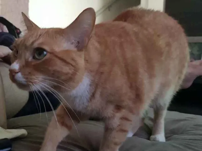 Gato ra a Viralata idade 4 anos nome Bud