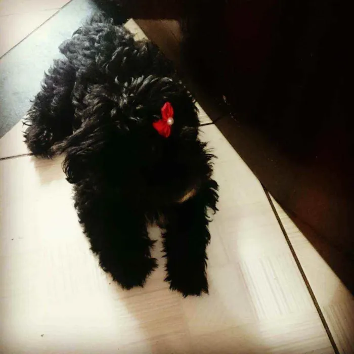 Cachorro raça Poodle  idade 3 anos nome Princesa