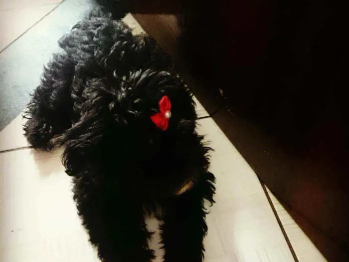 Cachorro raça Poodle  idade 3 anos nome Princesa