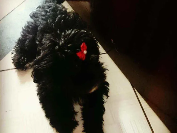 Cachorro raça Poodle  idade 3 anos nome Princesa
