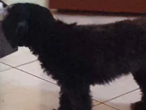 Cachorro raça Poodle  idade 3 anos nome Princesa