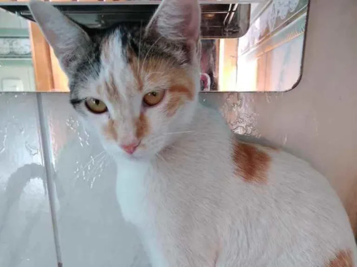 Gato raça Srd idade 2 a 6 meses nome Chantilly linda bebê