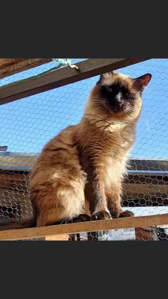 Gato ra a Siamesa idade 1 ano nome Adoção urgente 
