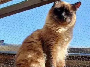 Gato raça Siamesa idade 1 ano nome Adoção urgente 