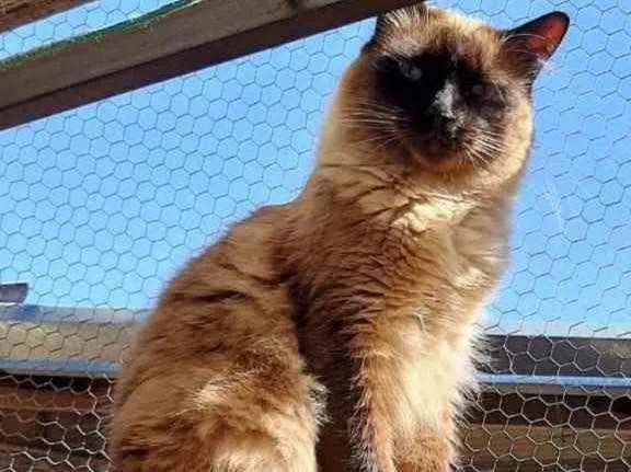 Gato ra a Siamesa idade 1 ano nome Adoção urgente 