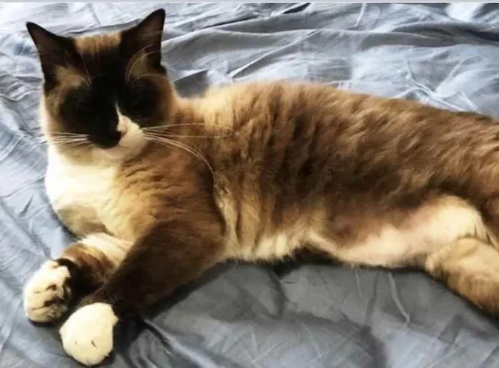 Gato ra a Siamês  idade 1 ano nome Adoção urgente 