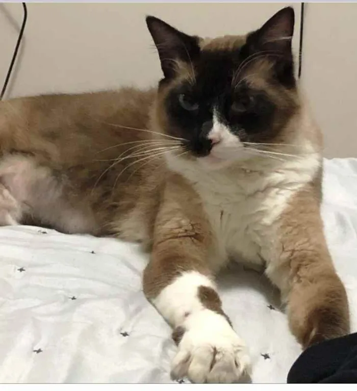 Gato ra a Siamês  idade 1 ano nome Adoção urgente 